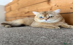 British Shorthair cats for sale: Beautiful GCCF kittens from champion lines  - Image 18