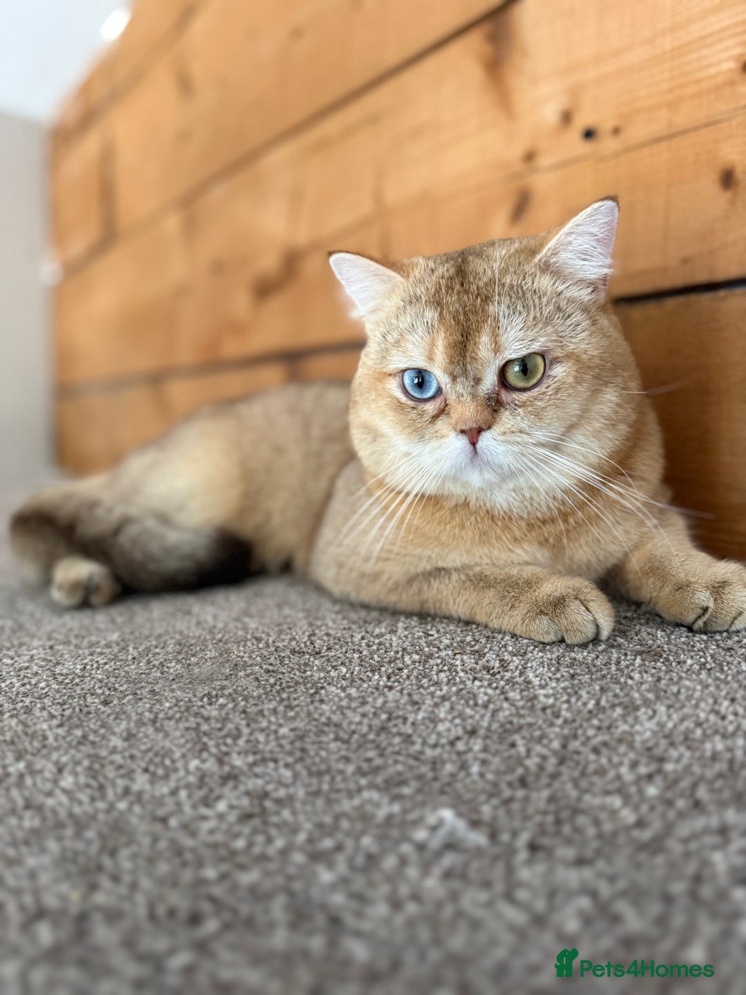 British Shorthair cats for sale: Beautiful GCCF kittens from champion lines  - Image 18