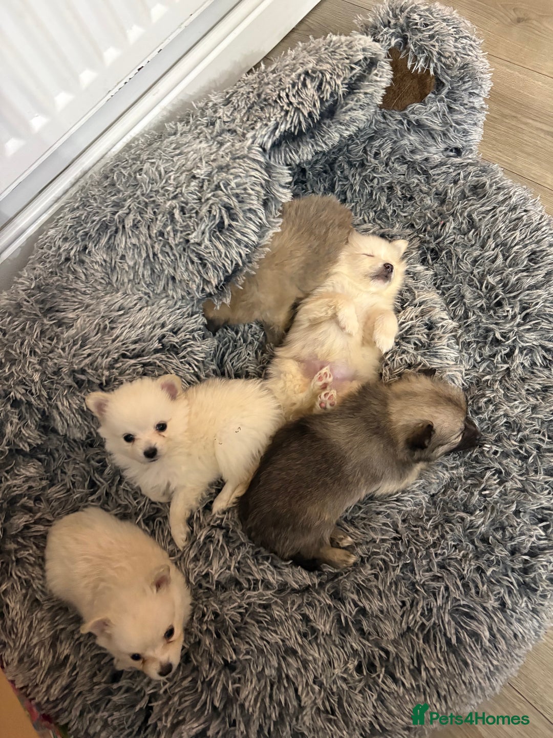 Pomeranian dogs for sale: Pomeranian puppies - Advert 5