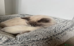 Ragdoll cats for sale: Absolutely Stunning litter of pure Ragdoll kittens - Image 20