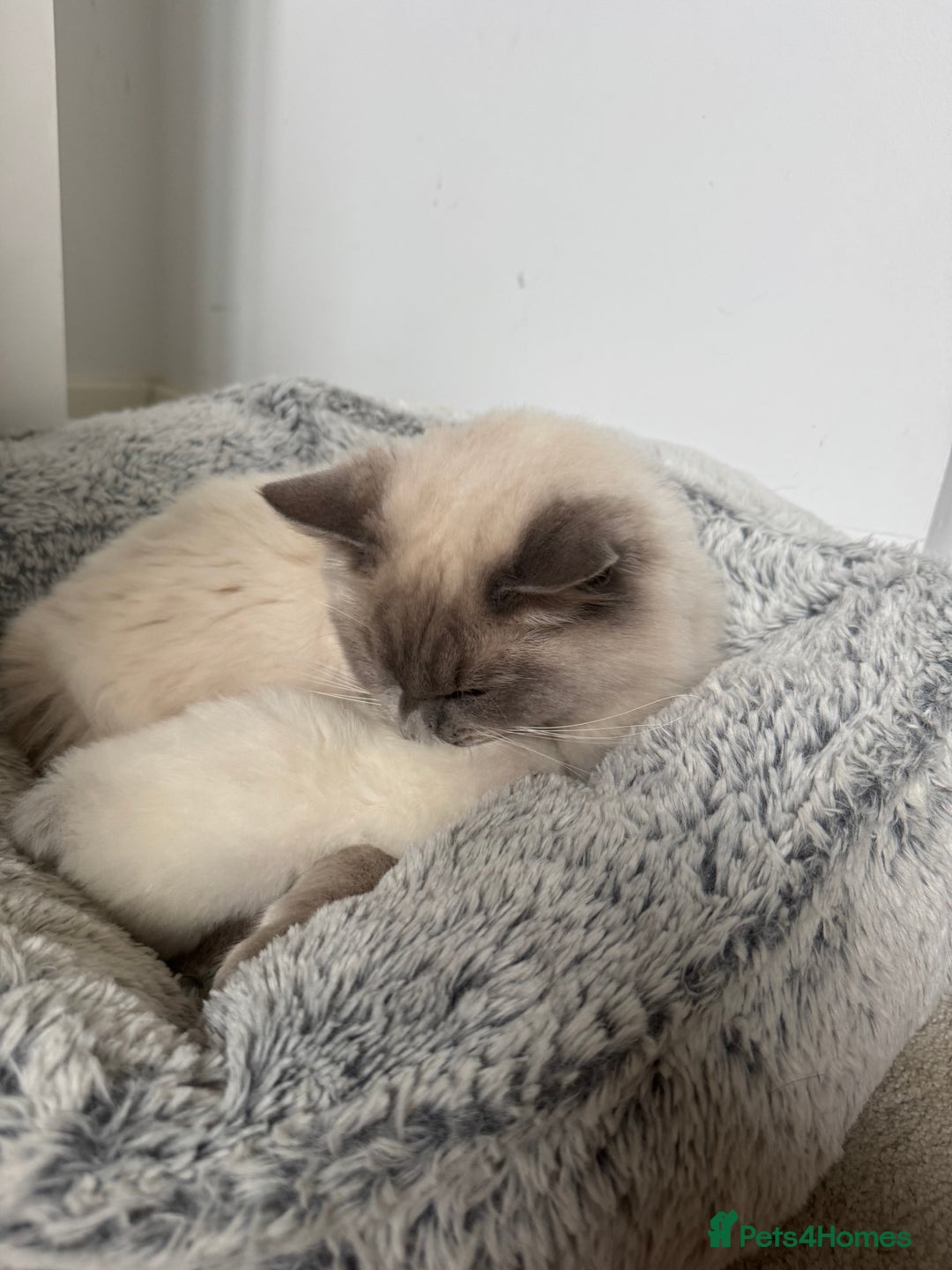Ragdoll cats for sale: Absolutely Stunning litter of pure Ragdoll kittens - Image 20