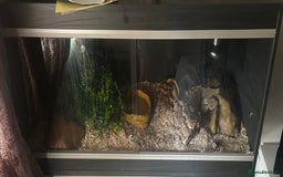 Corn Snake reptiles for sale: Male corn snake approximately 1 years old  - Image 4