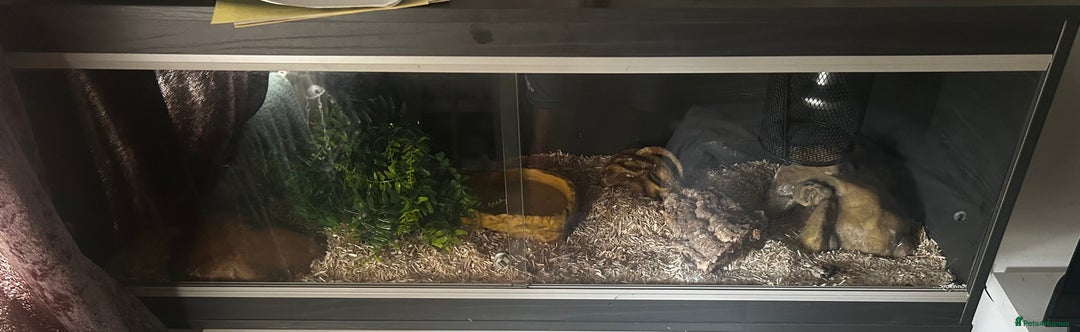 Corn Snake reptiles for sale: Male corn snake approximately 1 years old  - Image 4