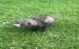 Ferret rodents for sale: 2 Hobs and a jill  - Advert 5