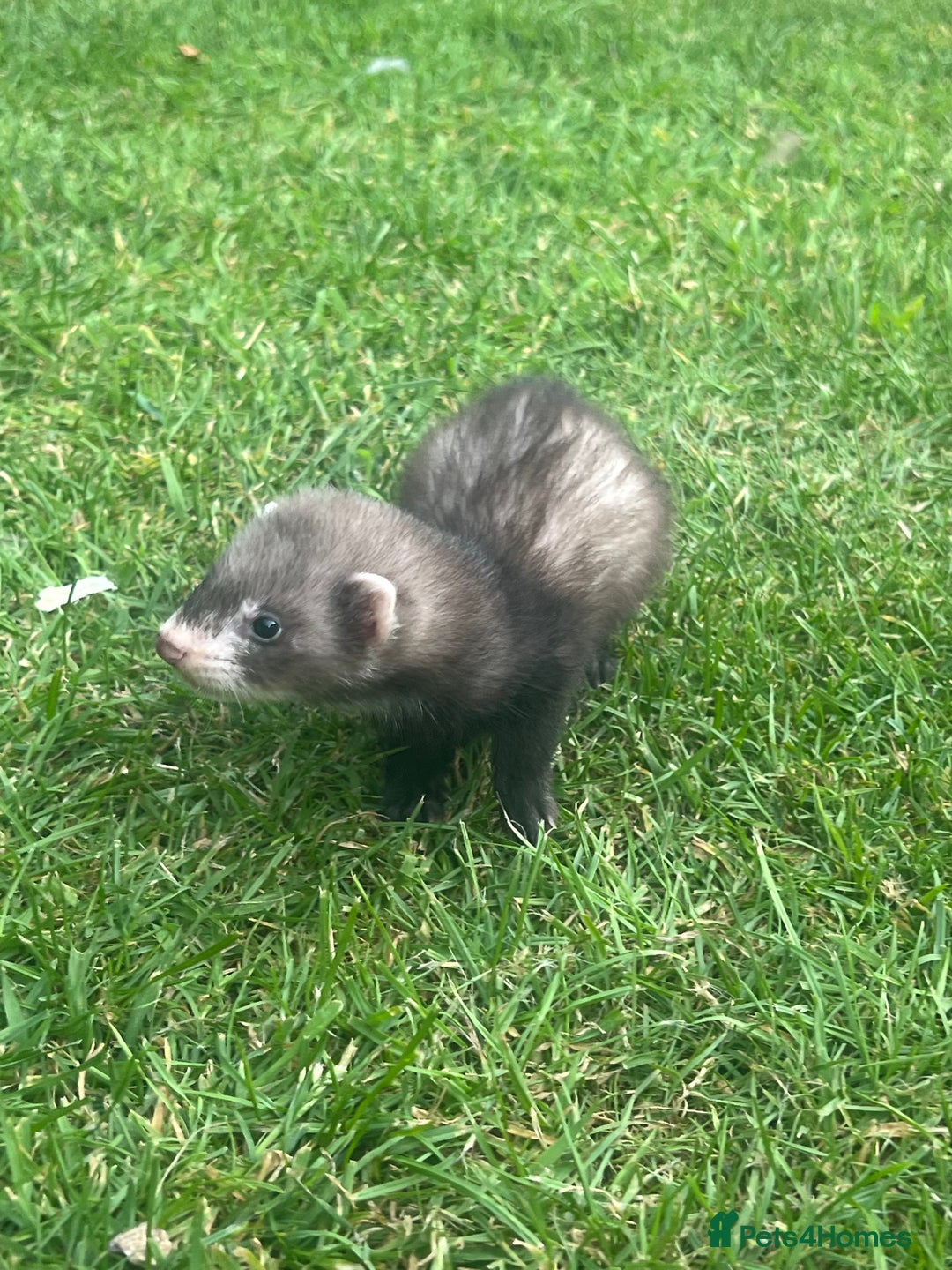 Ferret rodents for sale: 2 Hobs and a jill  - Advert 5
