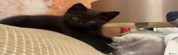 Mixed Breed cats for sale: The most amazing kitten - Advert 5