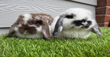 Mini Lop rabbits - Advert 3