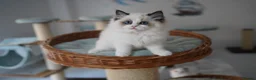 Ragdoll cats for sale: TICA registered kitten  - Advert 2