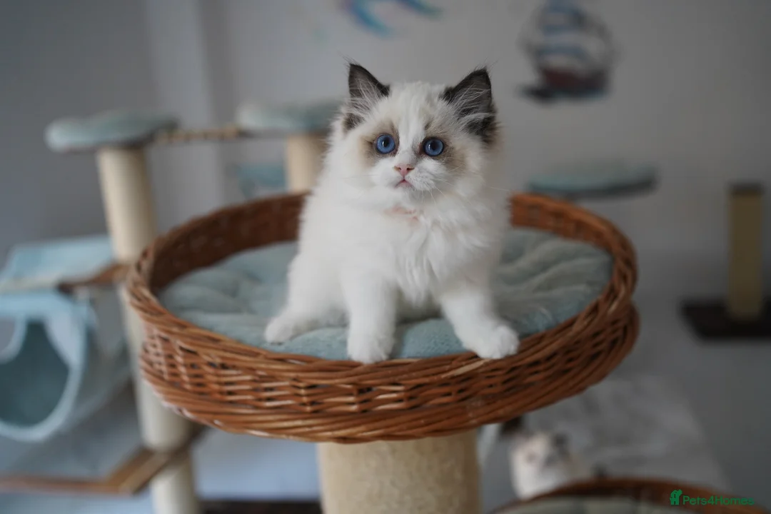 Ragdoll cats for sale: TICA registered kitten  - Advert 2