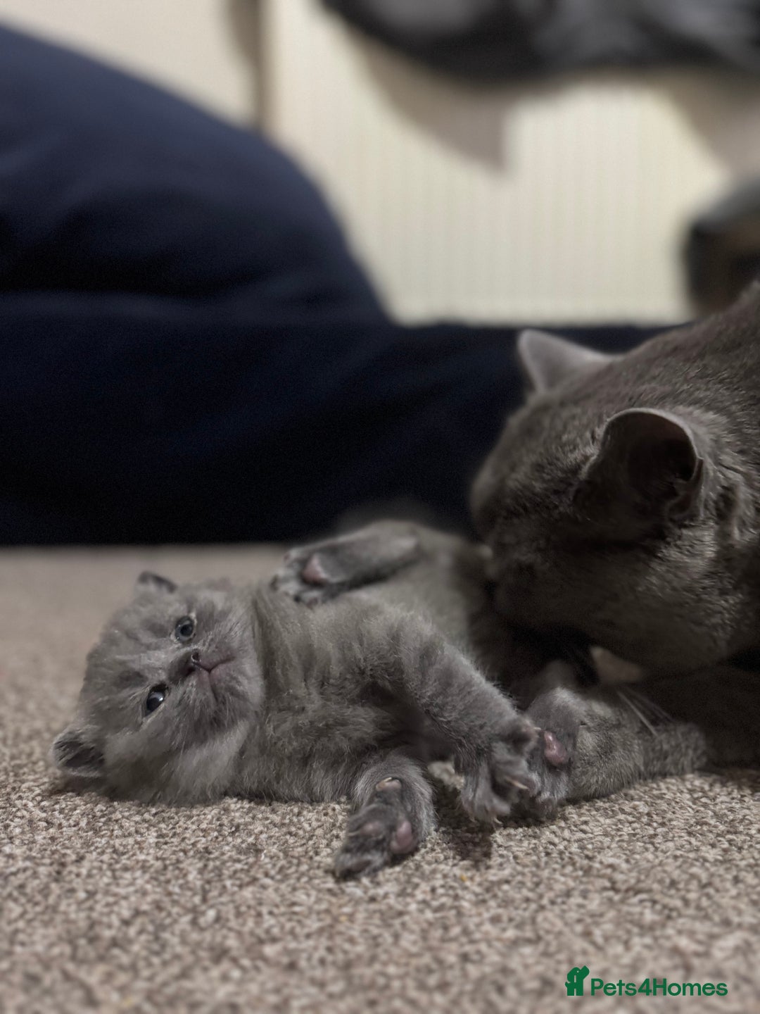 British Shorthair cats for sale: CHUNKY CHAMPION LINE BRITISH BLUE SHORTHAIR KITTEN - Advert 8