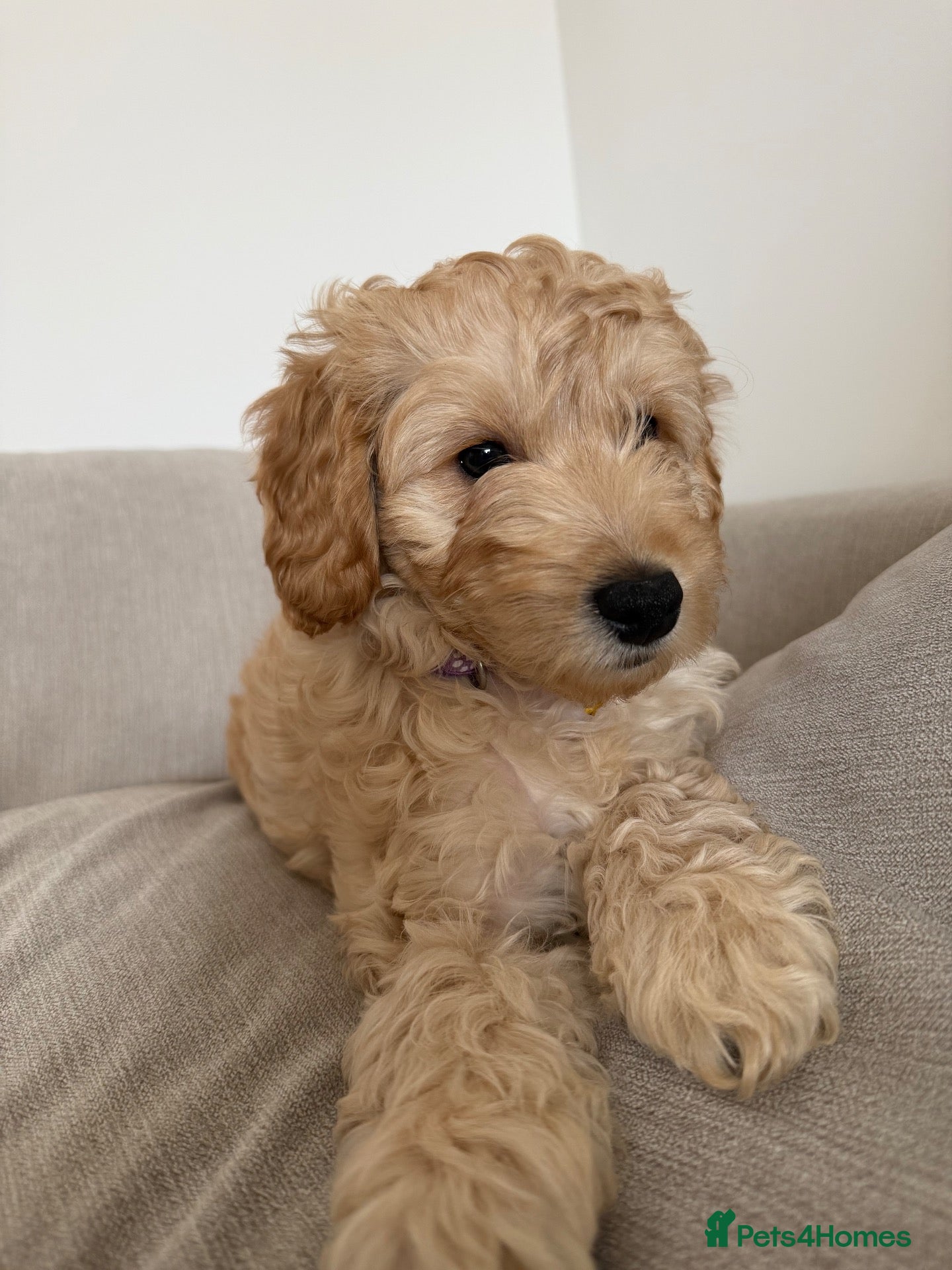 Cockapoo dogs for sale: Girl cockapoo 9 weeks old  - Advert 2