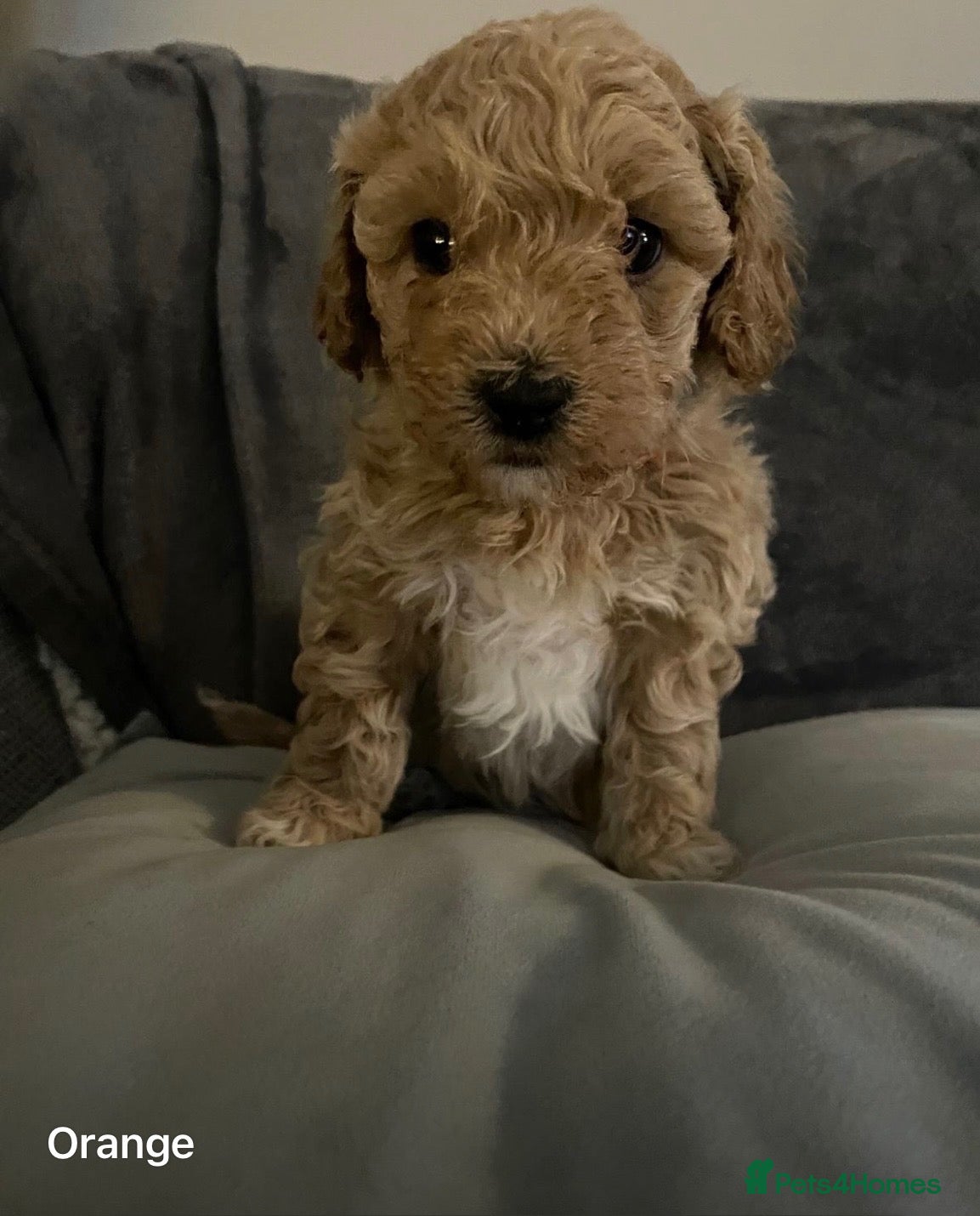 Poochon dogs Perfect poochon Perfection  - Advert 2