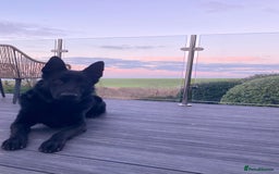 German Shepherd dogs for stud: Stunning black GSD - exceptional health and temper - Image 14