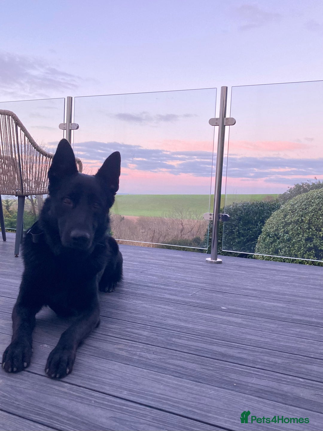German Shepherd dogs for stud: Stunning black GSD - exceptional health and temper - Image 14