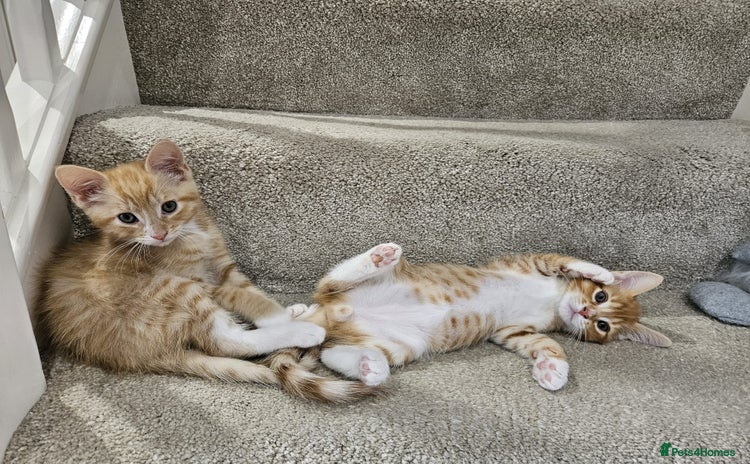 Mixed Breed cats - Advert 10