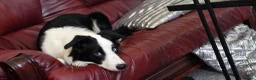 Border Collie dogs for adoption: 1yr Old Border Collie Male in Mansfield - Advert 4