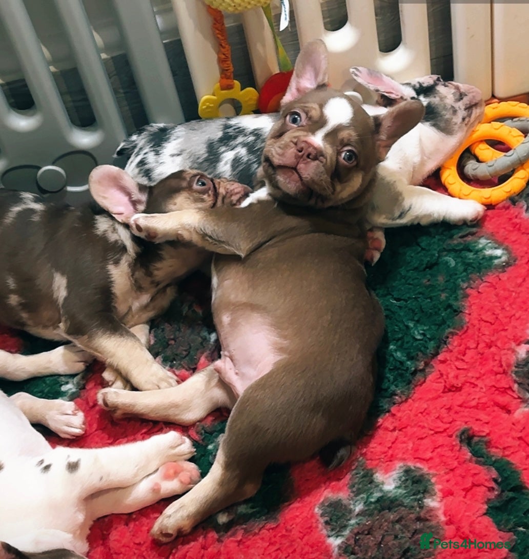 French Bulldog dogs READY NOW- 2 BOYS LEFT- QUALITY FRENCHIE PUPS - Advert 1