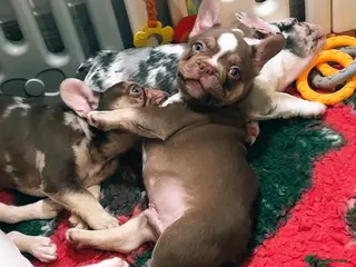 French Bulldog dogs READY NOW- 1 LAST BOY- QUALITY FRENCHIE PUPS - Advert 1