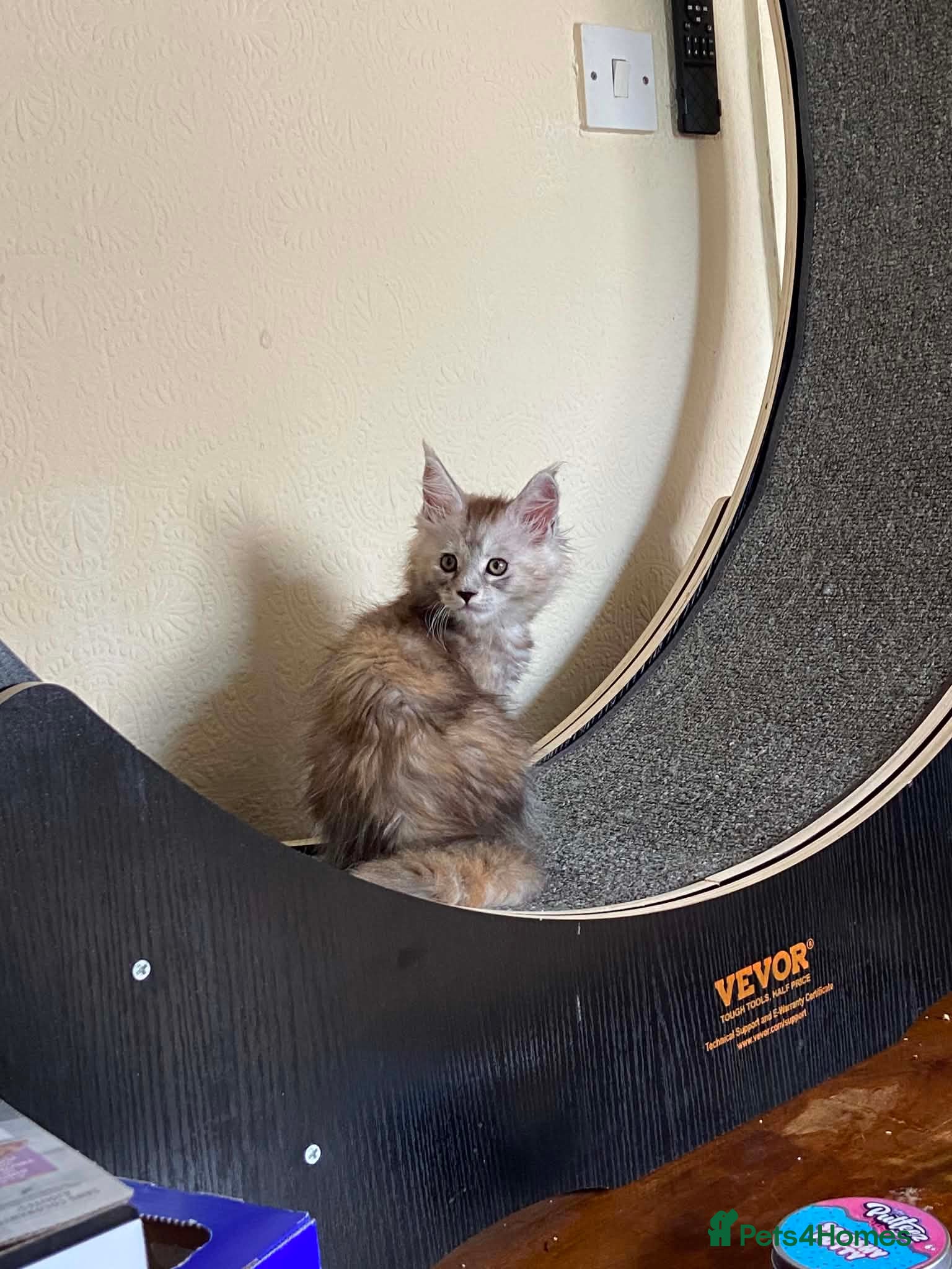 Maine Coon cats Last Stunning Tica Registered girl left for Sale - Advert 1