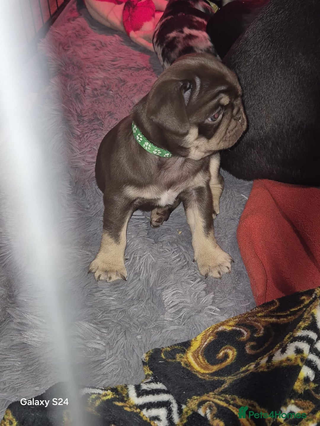 Pug dogs for sale: KC reg Pug puppies  - Advert 29