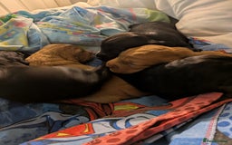 Cocker Spaniel dogs for sale: Cocker spaniel puppies  - Advert 2