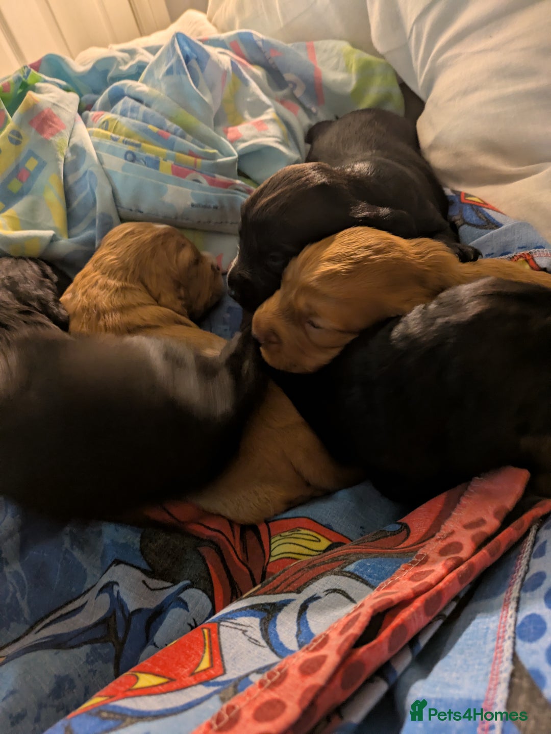 Cocker Spaniel dogs for sale: Cocker spaniel puppies  - Advert 2