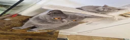 British Shorthair cats for sale: British Shorthair Kittens  - Advert 3