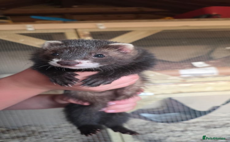 Ferret rodents - Advert 3
