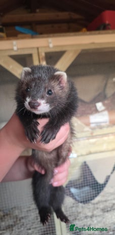 Ferret rodents - Advert 8