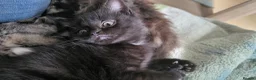 Domestic Shorthair cats for sale: Female - Advert 13