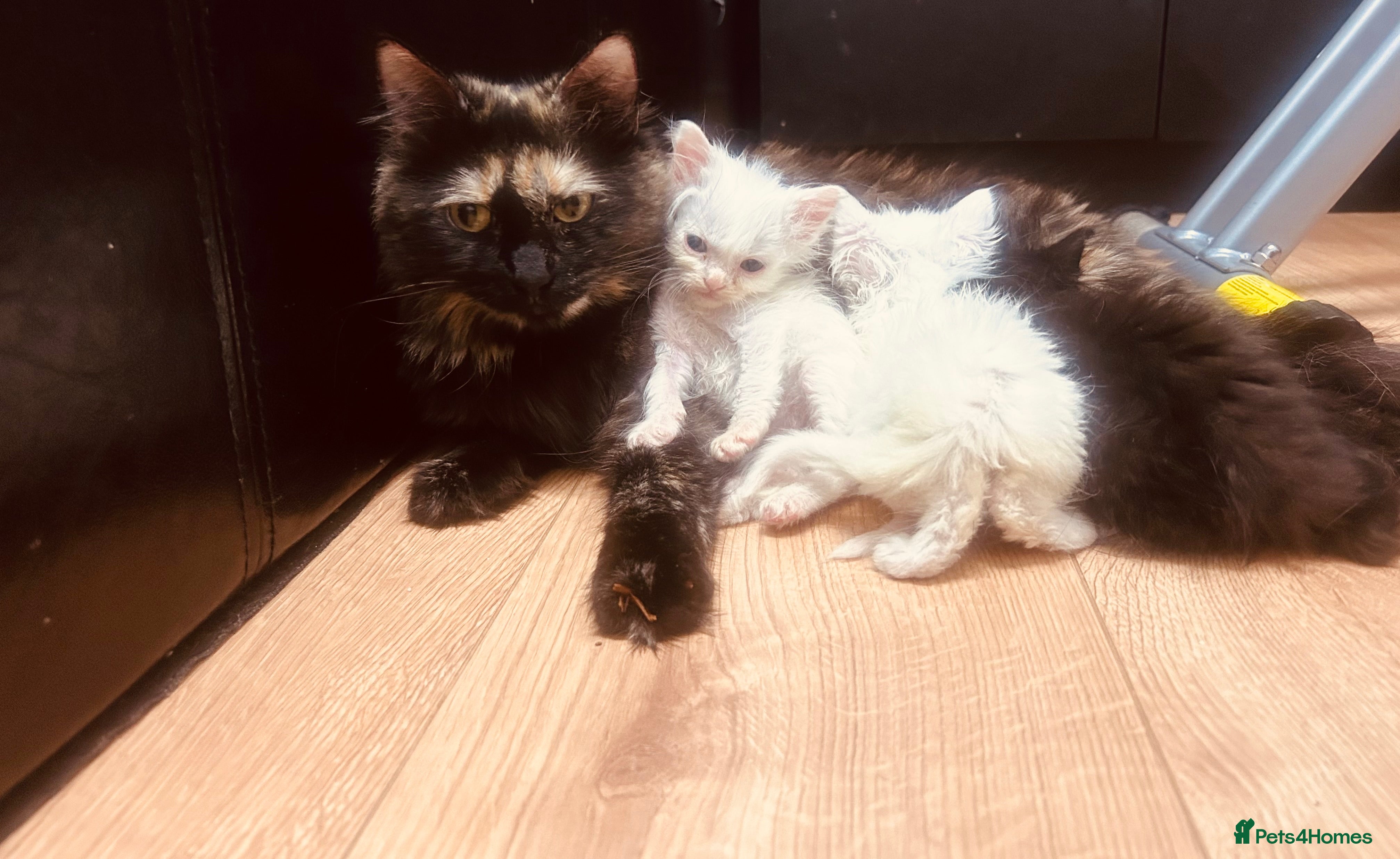 Mixed Breed cats  Kittens forSaleBritishLonghair & TurkishAngoraMix - Advert 1