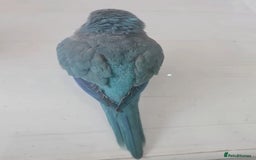 Parrots birds for sale: Semi-Tamed Quaker Parrot For Sale - Image 3