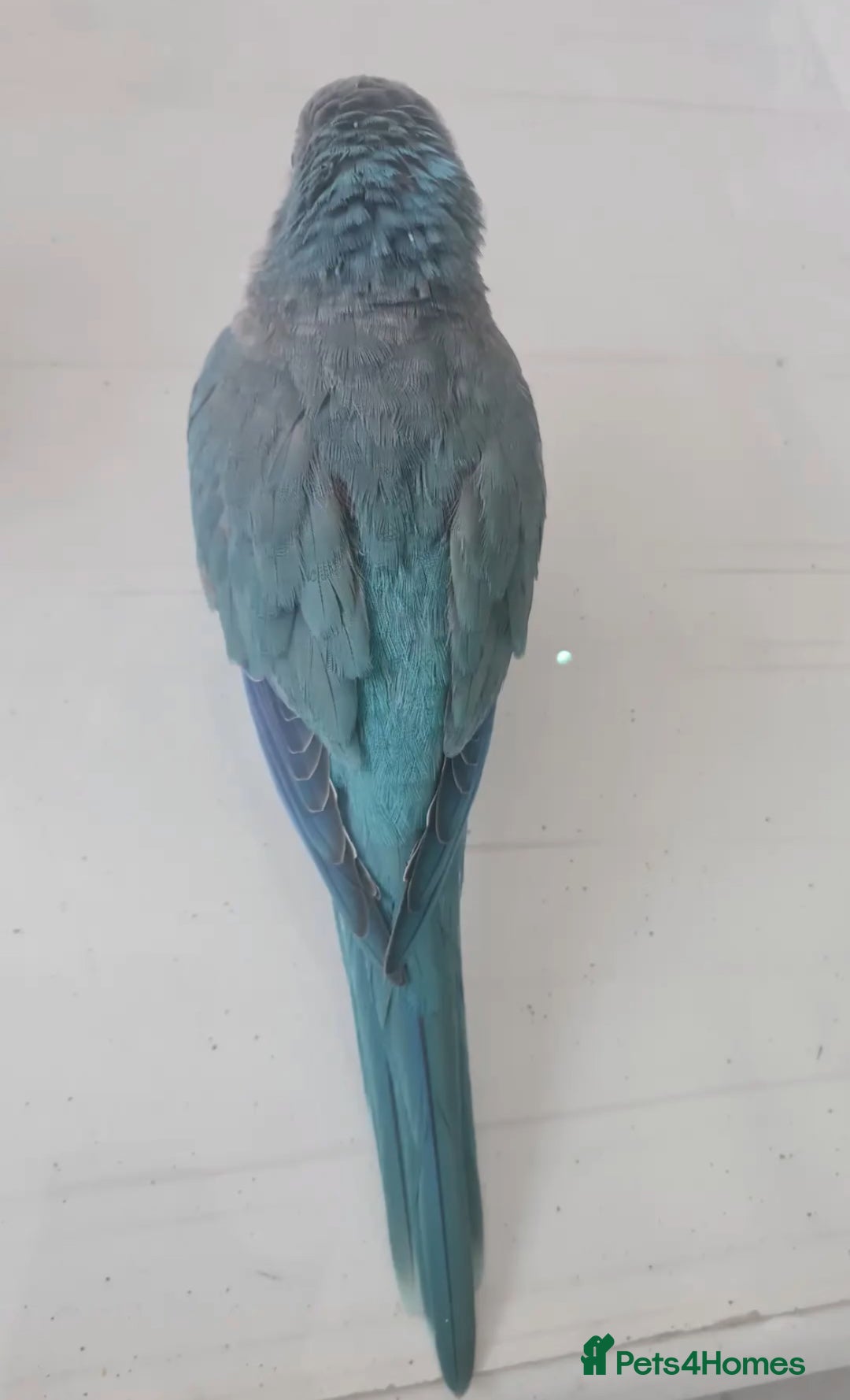 Parrots birds for sale: Semi-Tamed Quaker Parrot For Sale - Image 3