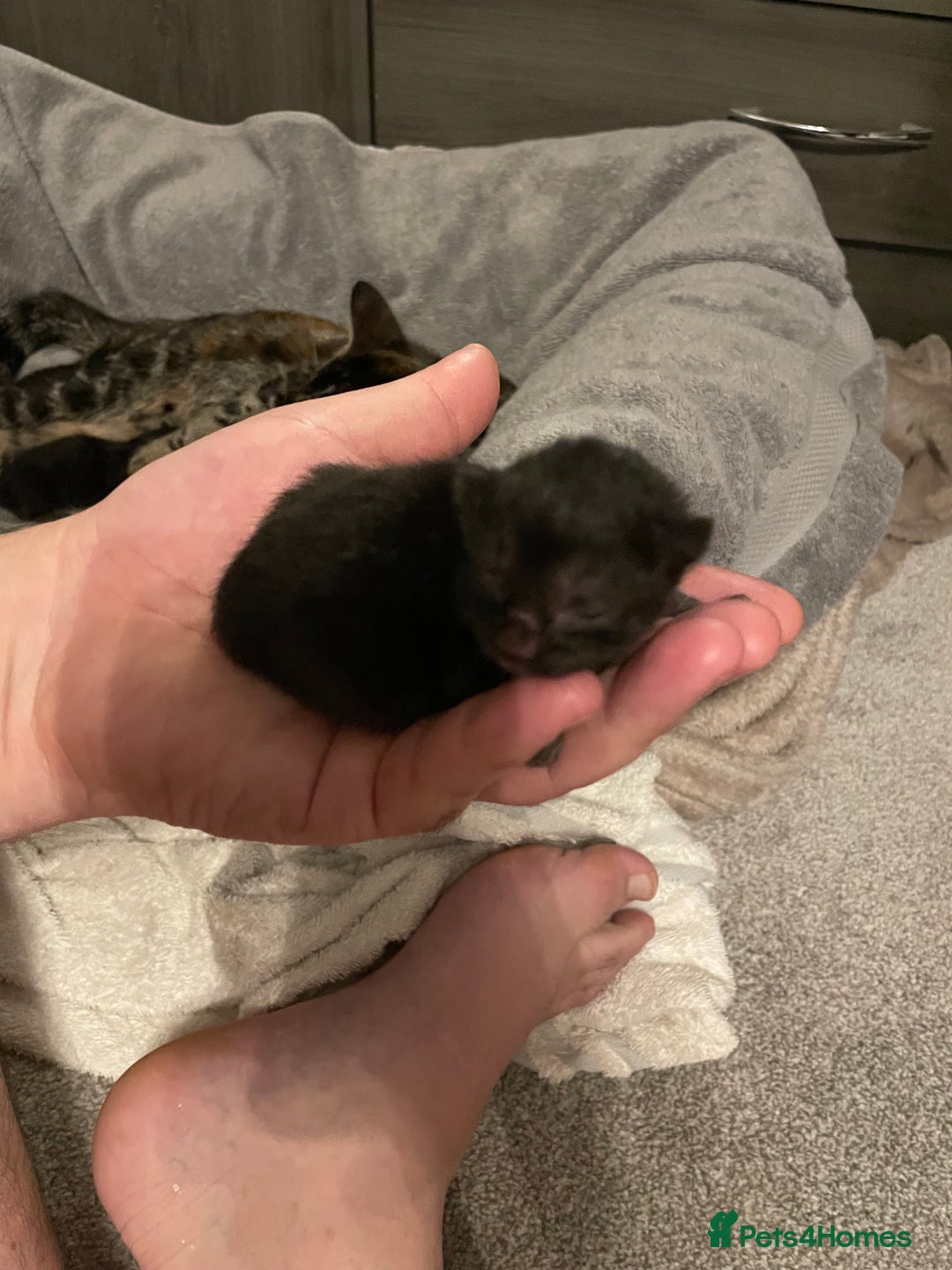 Mixed Breed cats for sale: Male mixed breed for rehoming  - Advert 5