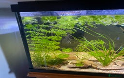 Other/Mixed Breed fish for sale: 180L tropical set up  - Image 3