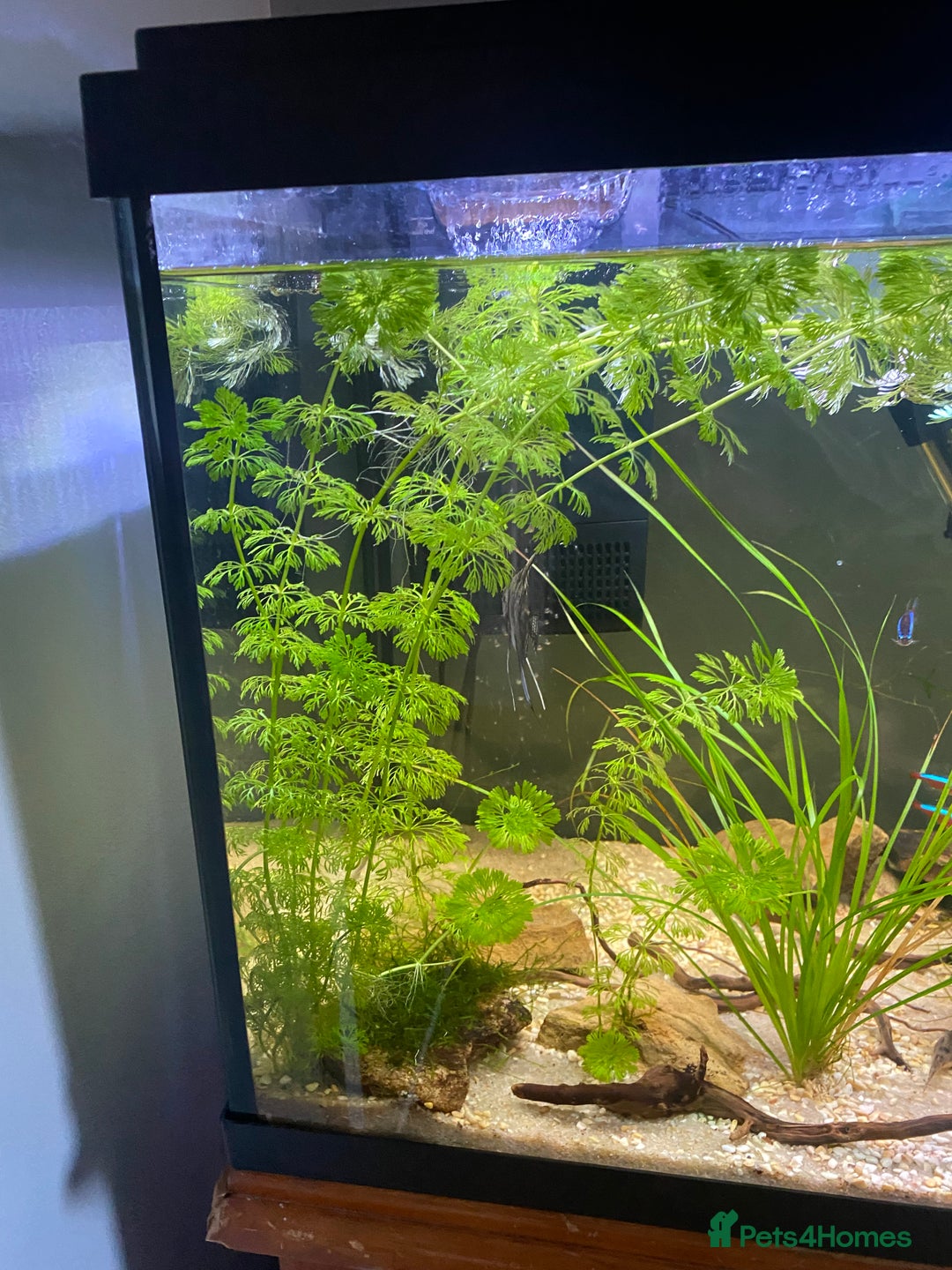 Other/Mixed Breed fish for sale: 180L tropical set up  - Image 3