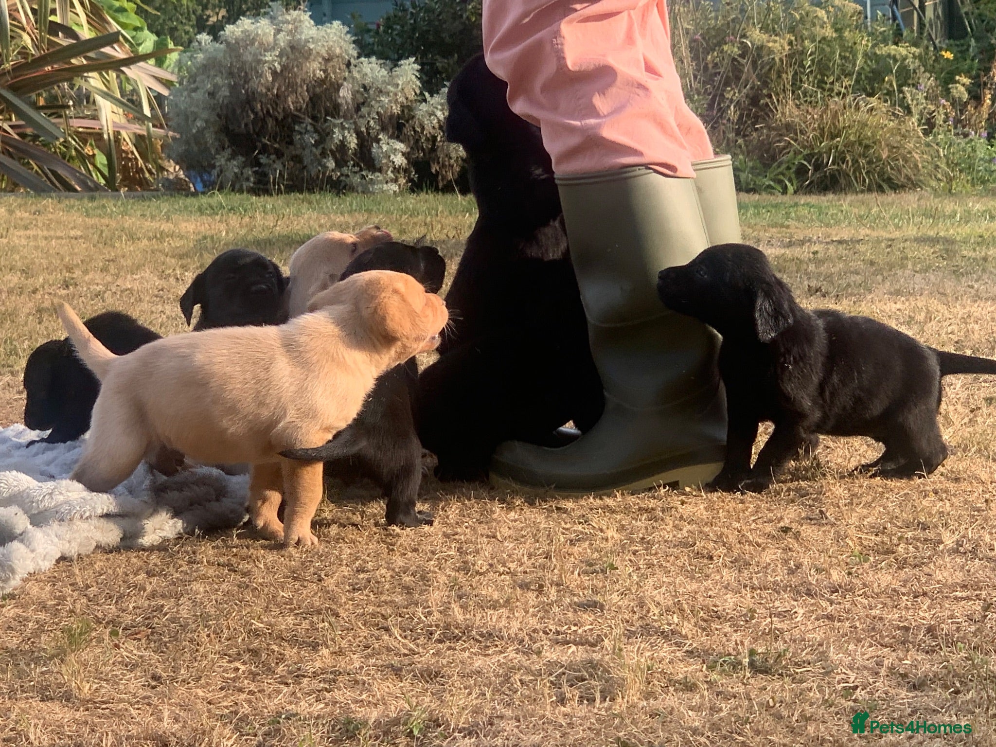 Labrador Retriever dogs KC REG Labradors, Great pups For sale  - Advert 12