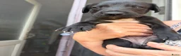 Whippet dogs for sale: Two male whippet puppies  - Advert 24