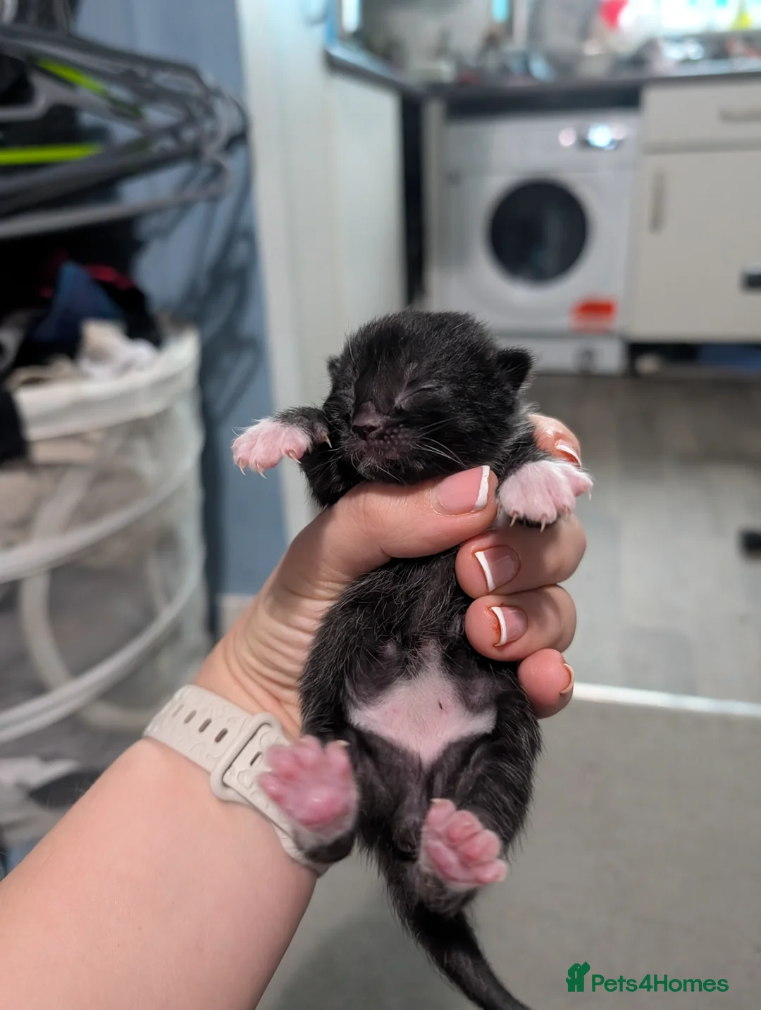 Domestic Shorthair cats for sale: Five kitten, 2 black, 3 tuxedo. Sexes not known - Advert 20