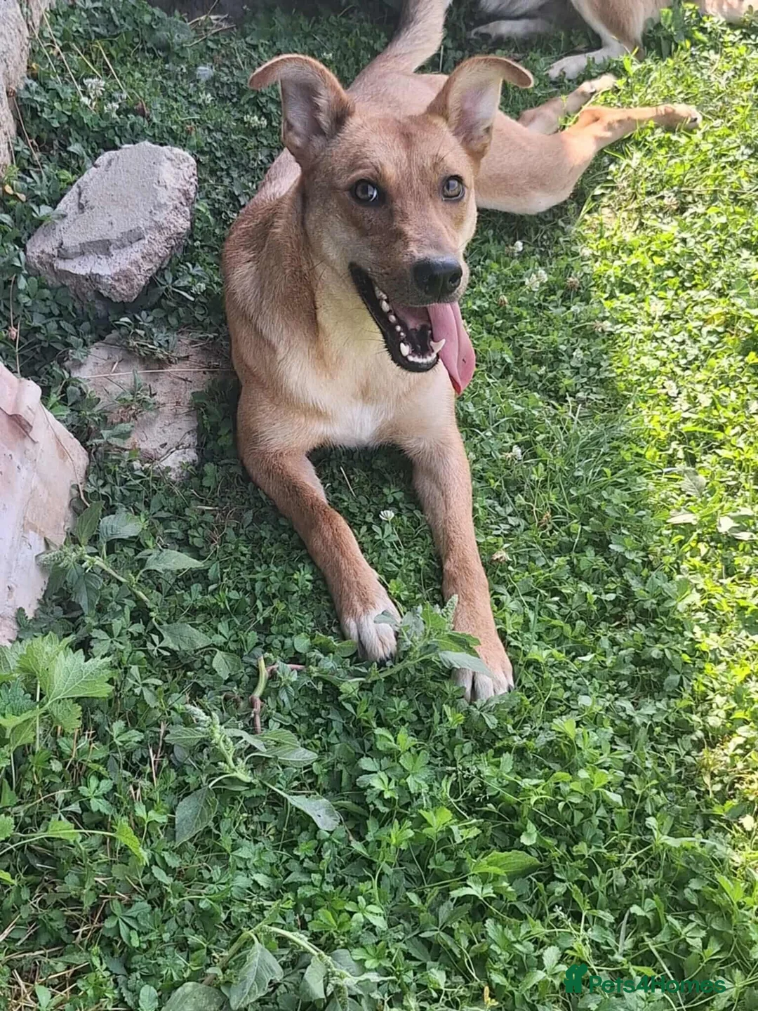 Mixed Breed dogs for adoption: Sandy for adoption - Advert 2