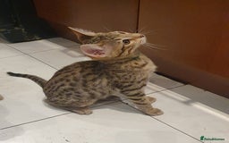 Savannah cats for sale: Fabulous F5 SBT Savannah Kittens! - Image 17