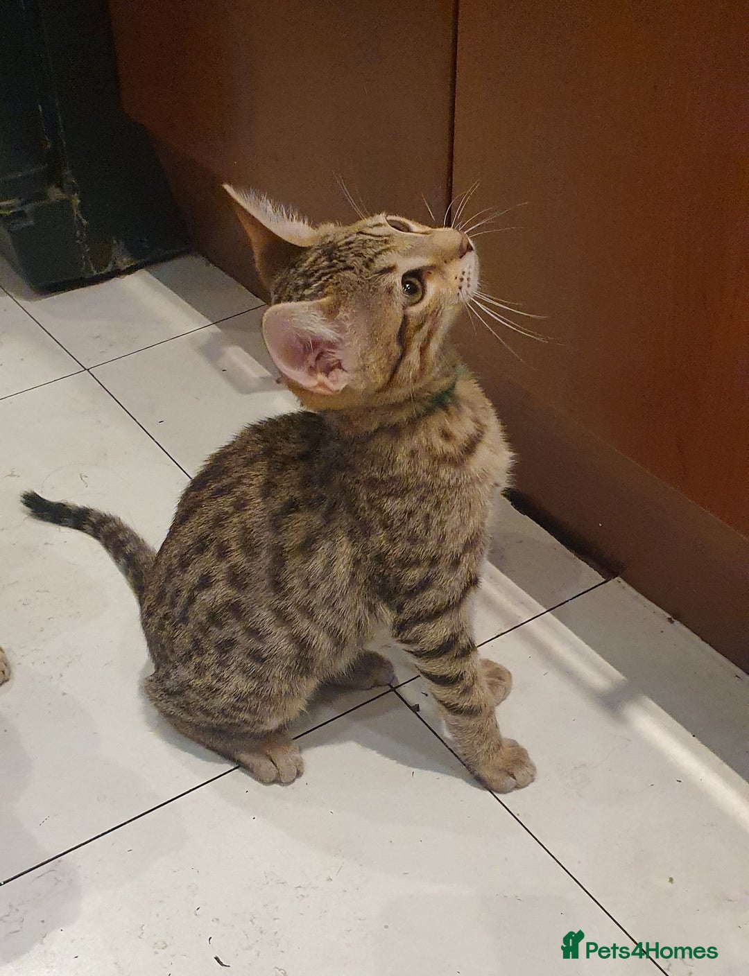 Savannah cats for sale: Fabulous F5 SBT Savannah Kittens! - Image 17
