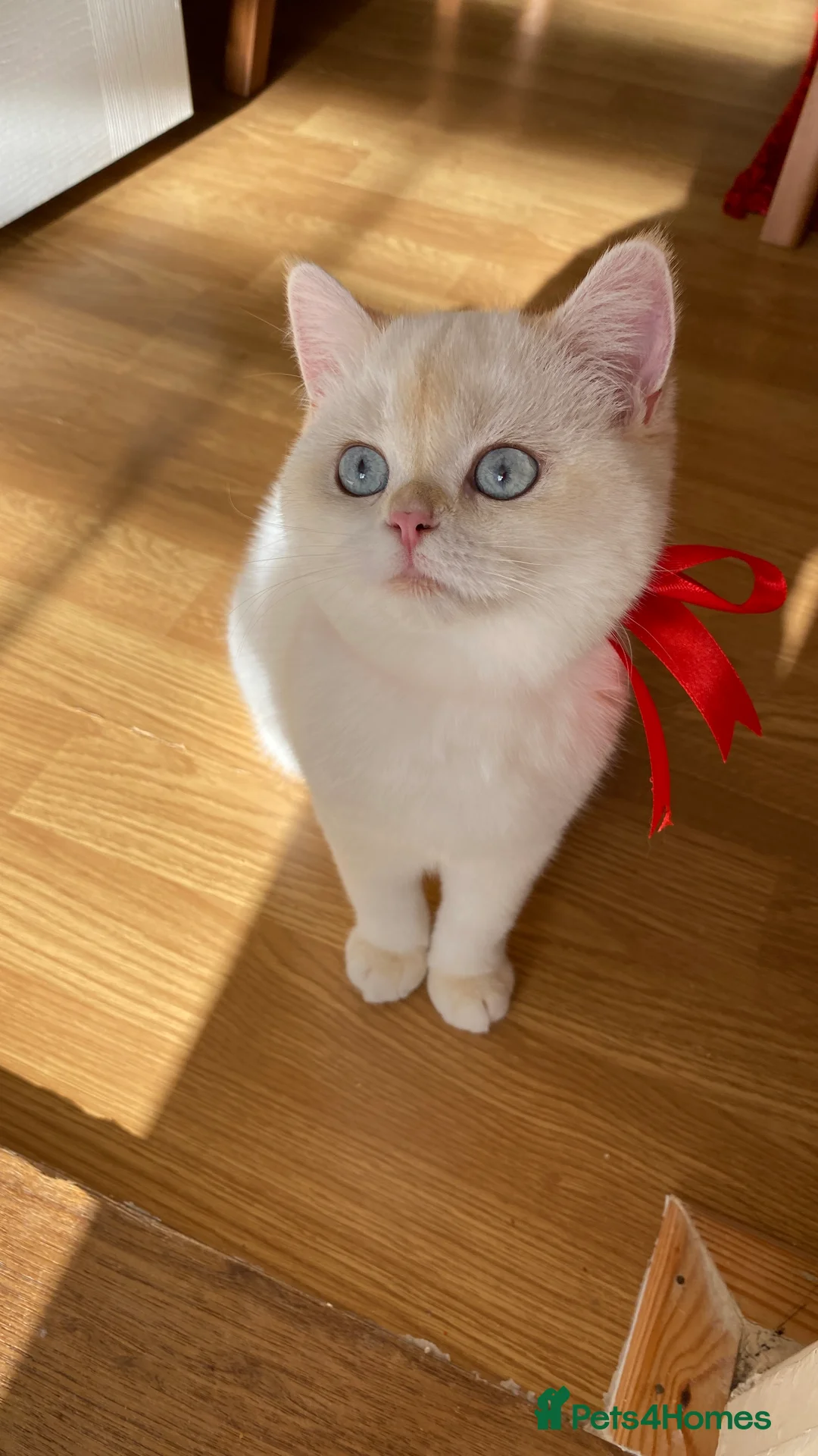 British Shorthair cats for sale: Beautiful British Shorthair Kitten Blue Eyes - Advert 5