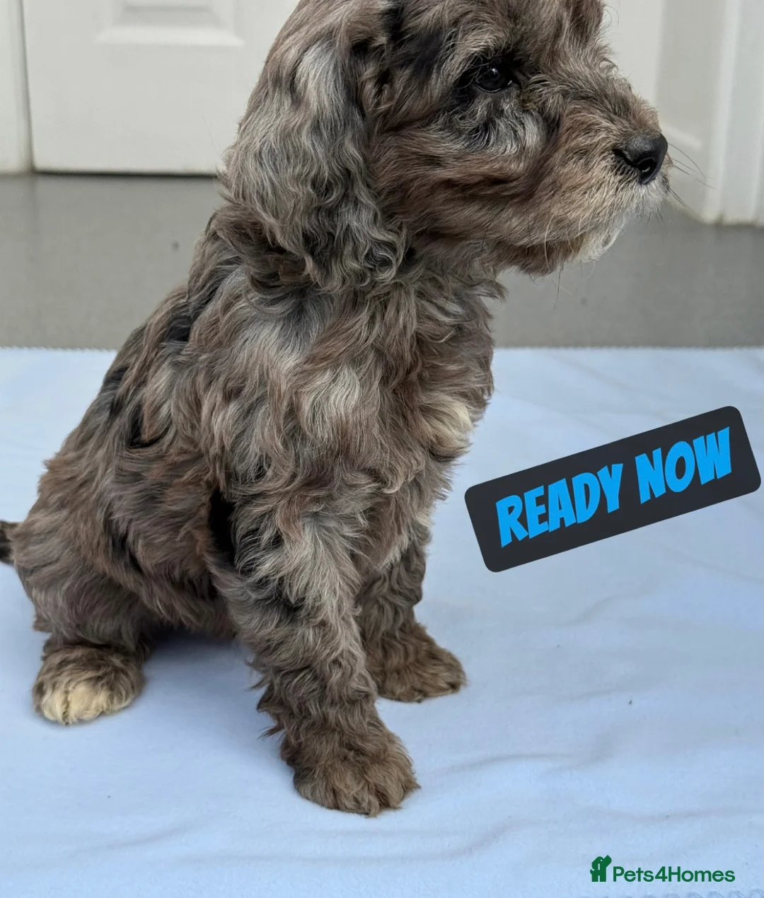 Cockapoo dogs for sale: BLUE MERLE F1 COCKAPOO - Advert 1