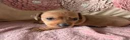 Miniature Dachshund dogs for sale: Miniature long and smooth dachshund pups in Castleford - Advert 4