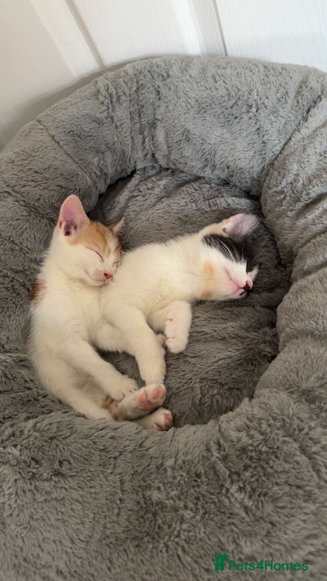 Mixed Breed cats for sale: Unfortunate Sale - Image 1