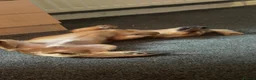Jack Chi dogs for sale: Jack chi looking for his forever home  in Lanark - Advert 5