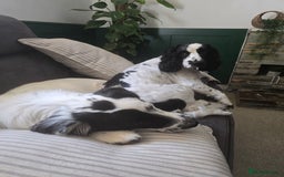 Mixed Breed dogs for sale: Cocker/collie mix puppys - Image 10