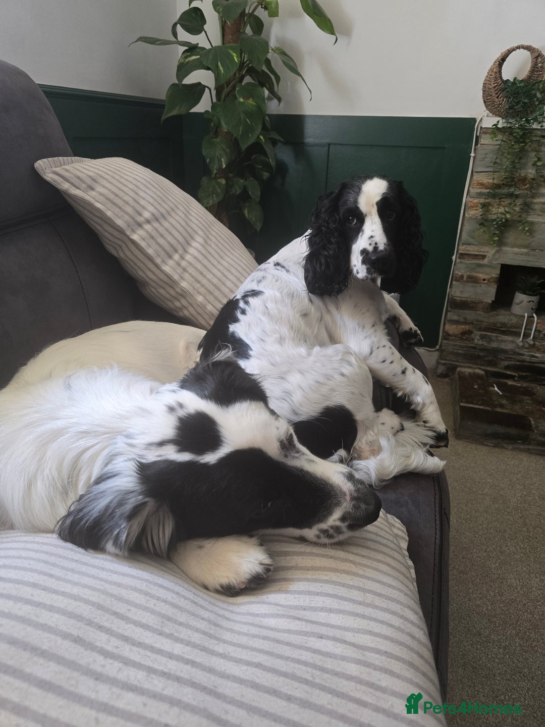 Mixed Breed dogs for sale: Cocker/collie mix puppys - Image 10