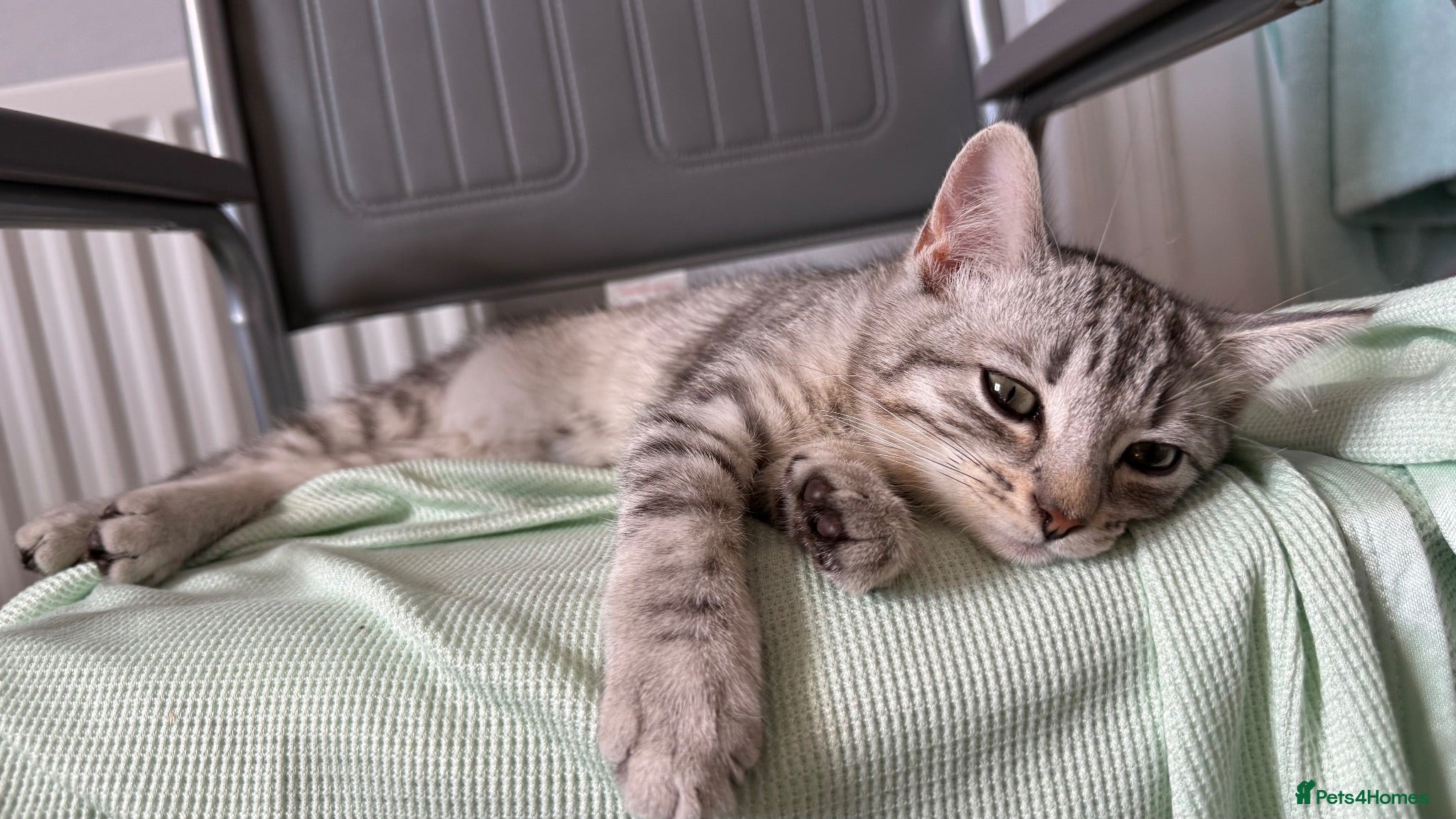 Mixed Breed cats Kitten for sale - Advert 2